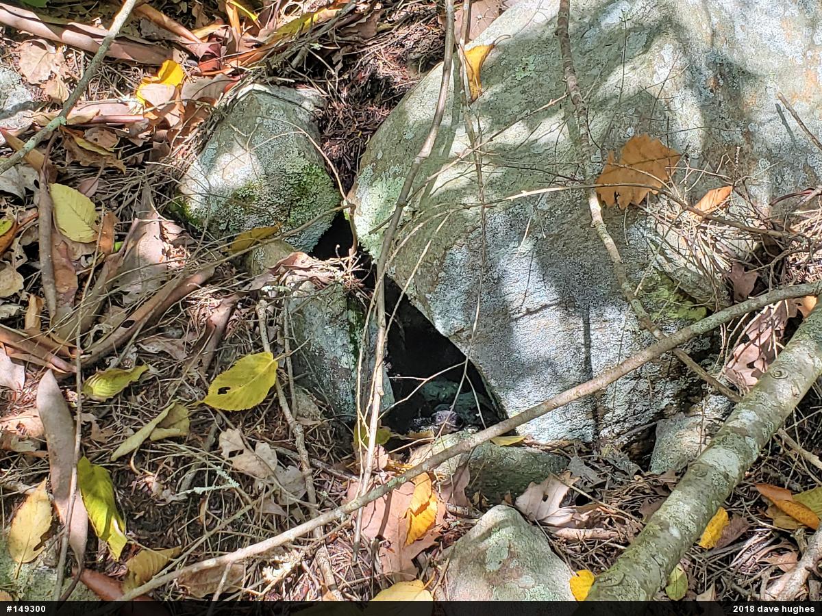 Timber Rattlesnake
