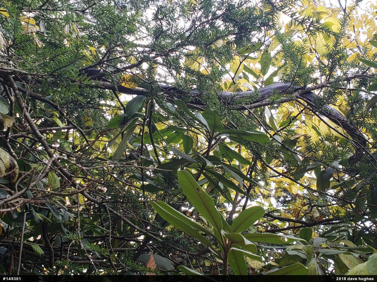 Eastern Ratsnake
