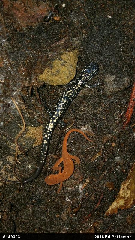 Northern Slimy Salamander