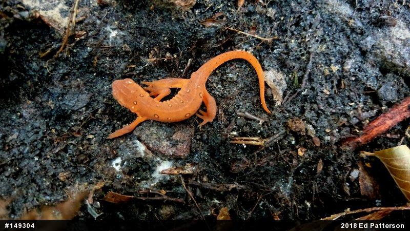 Red-spotted Newt