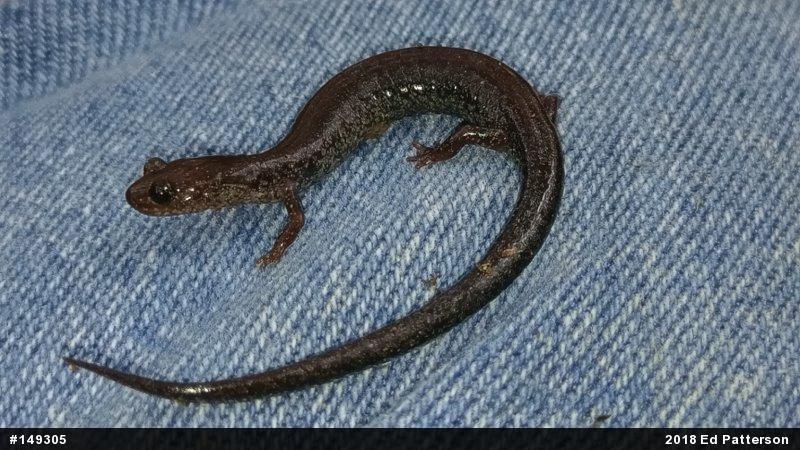 Valley And Ridge Salamander