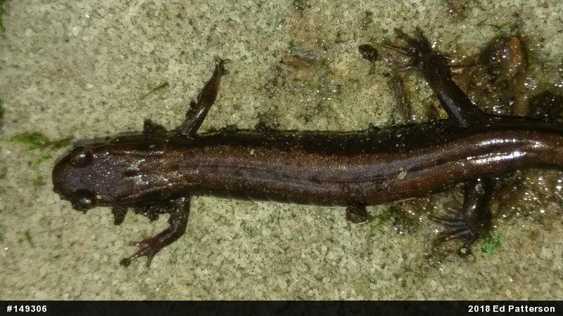 Allegheny Mountain Dusky Salamander