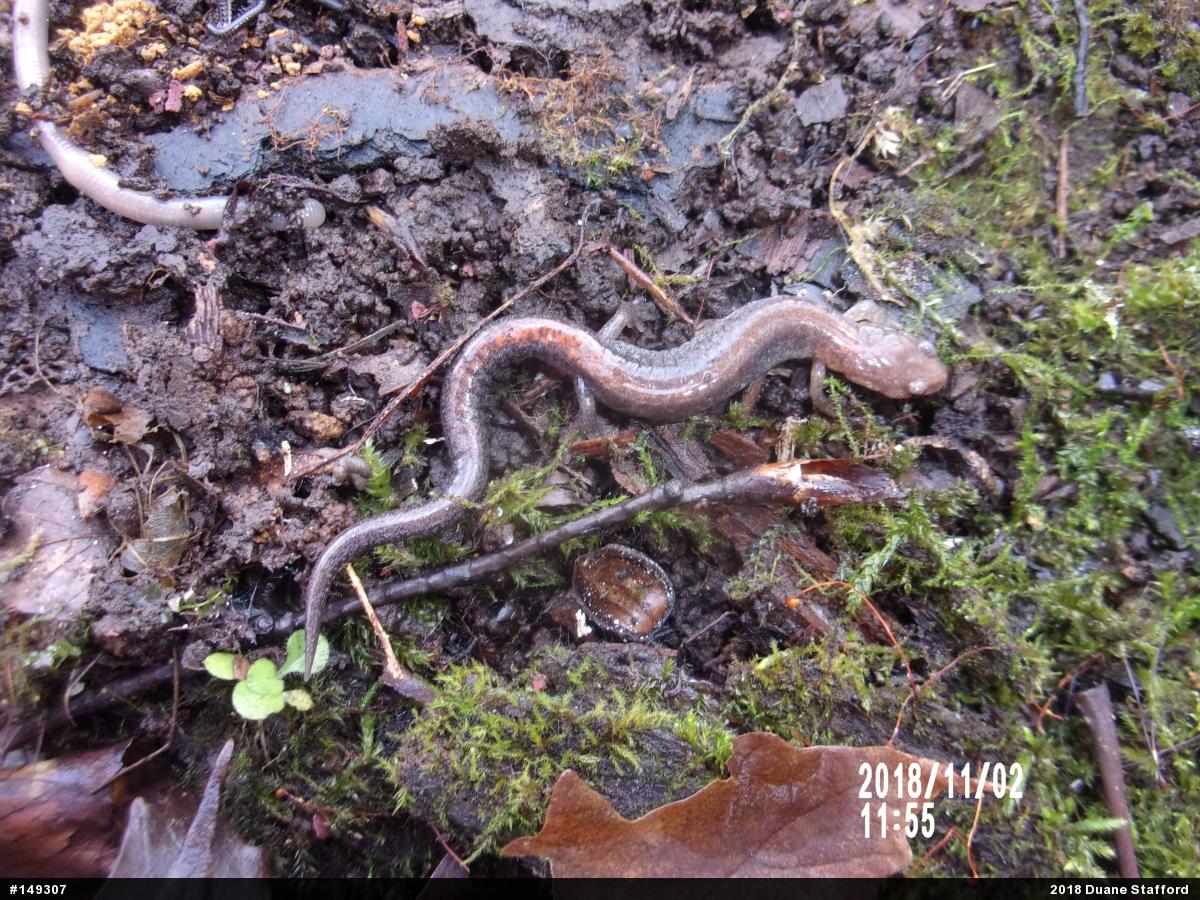 Eastern Red-backed  Salamander
