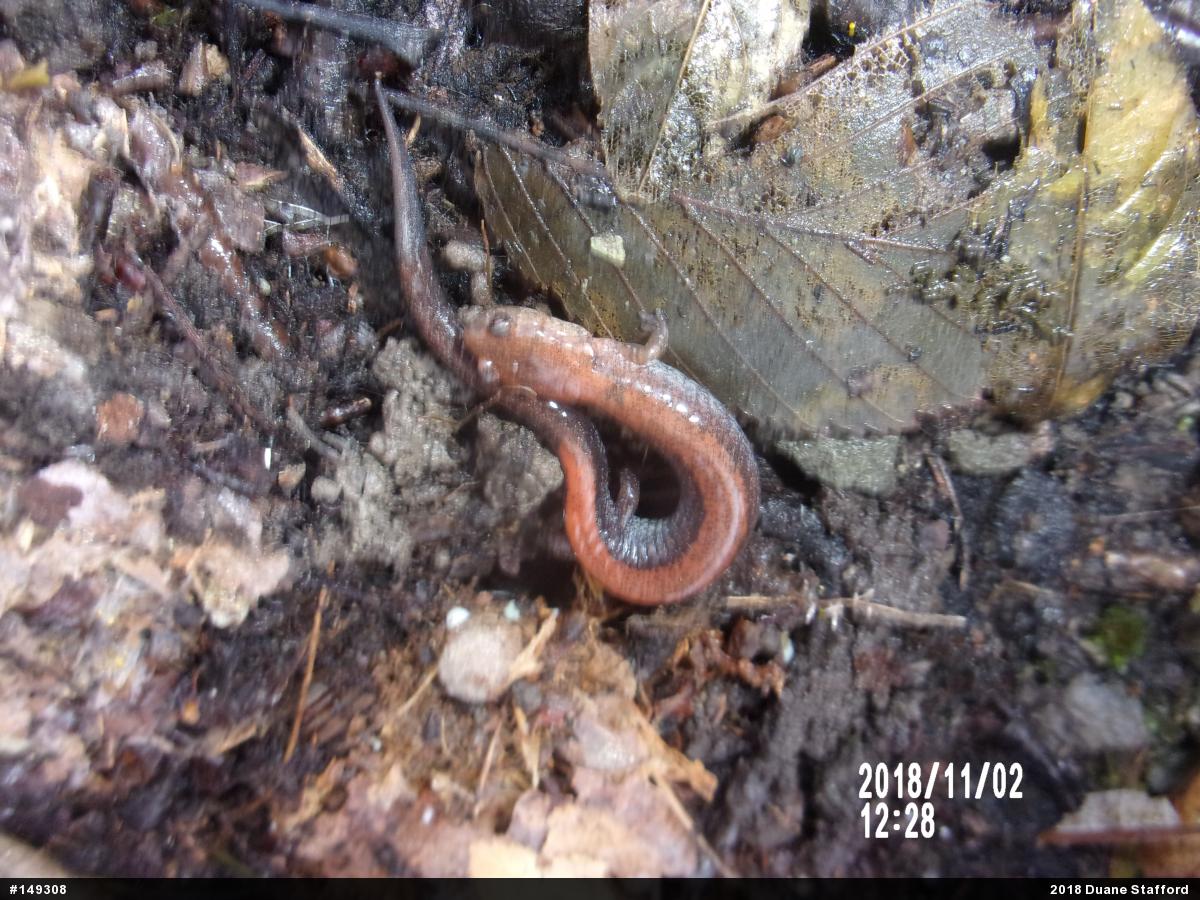 Eastern Red-backed  Salamander