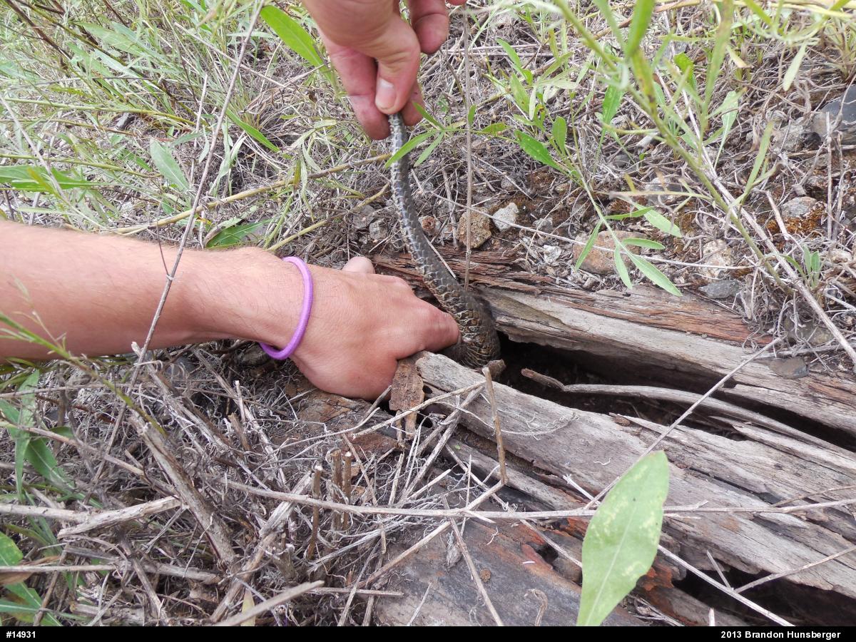 Northern Watersnake