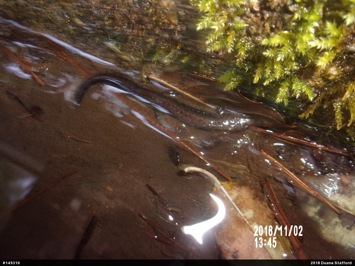Allegheny Mountain Dusky Salamander