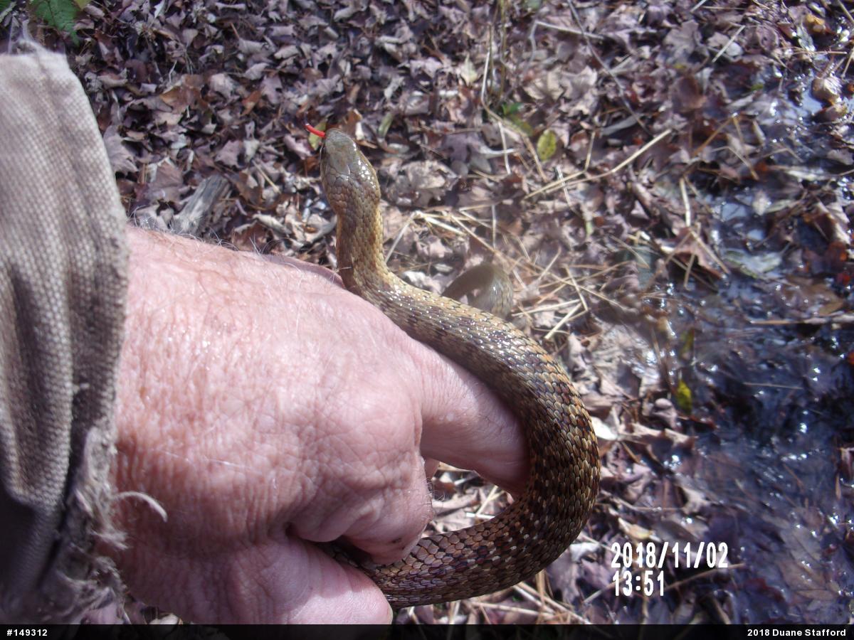 Eastern Gartersnake