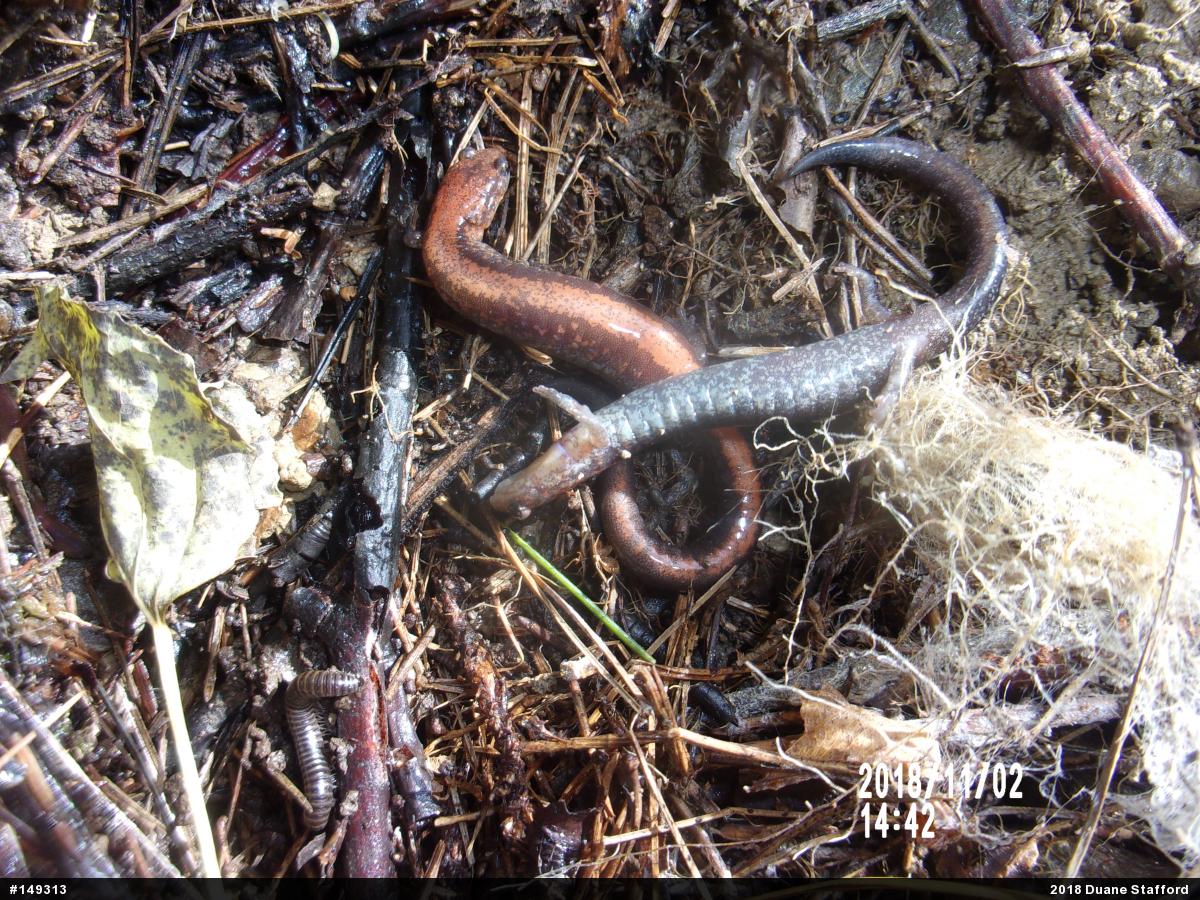 Eastern Red-backed  Salamander