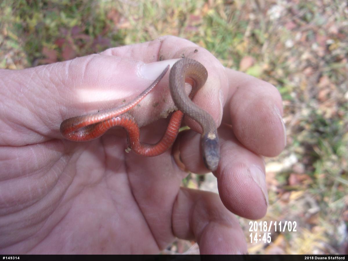 Red-bellied Snake