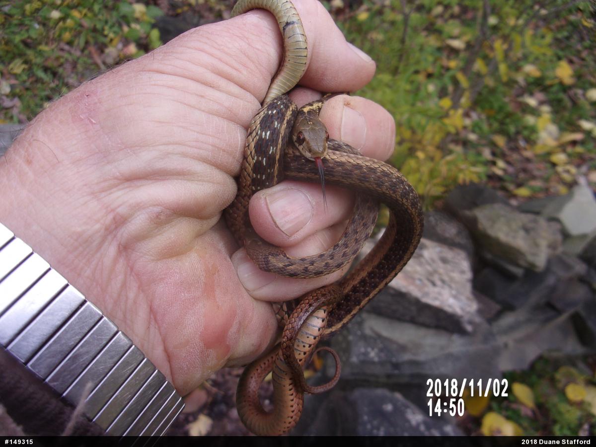 Eastern Gartersnake