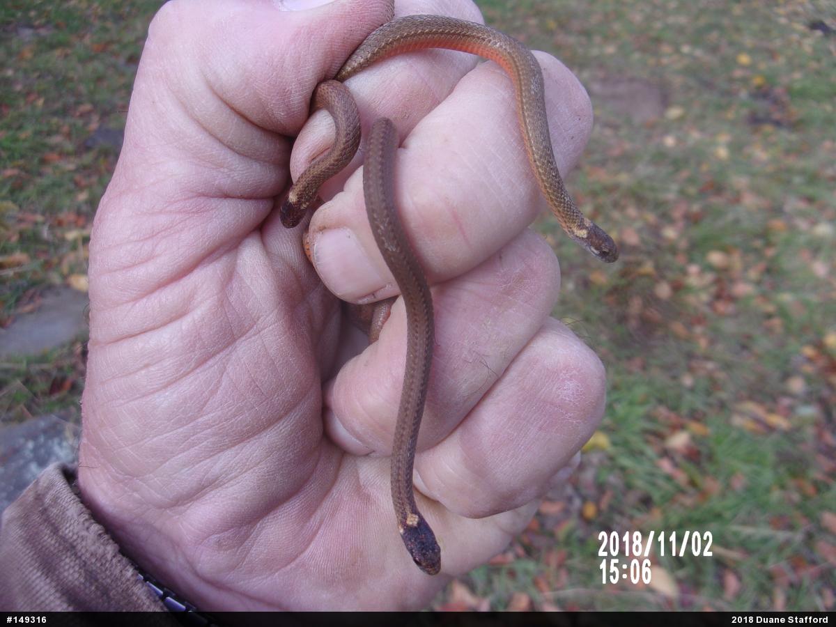 Red-bellied Snake