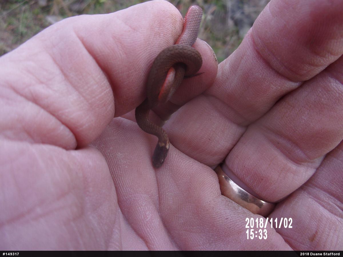 Red-bellied Snake