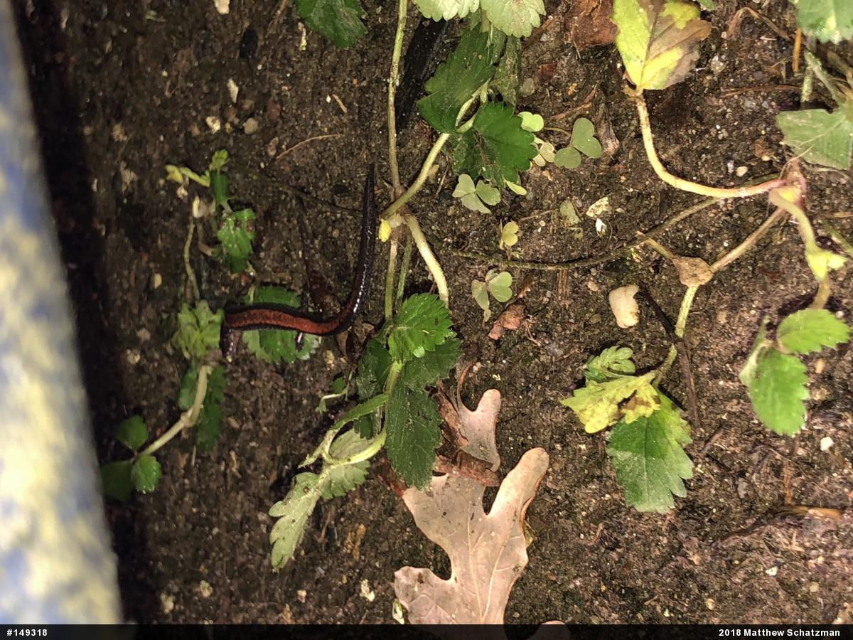 Eastern Red-backed  Salamander
