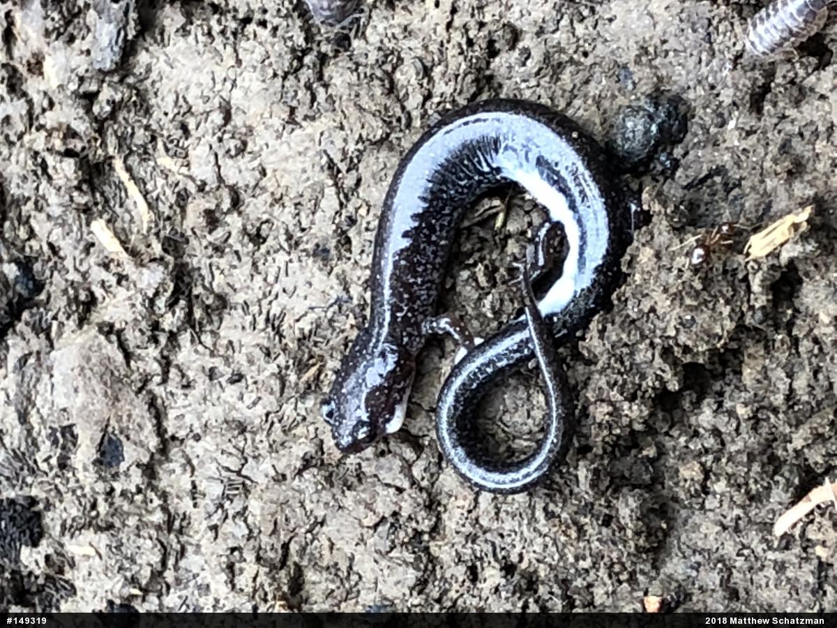 Eastern Red-backed  Salamander