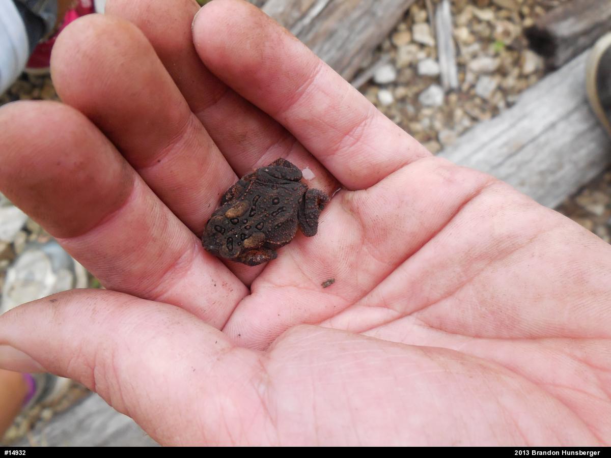 Eastern American Toad