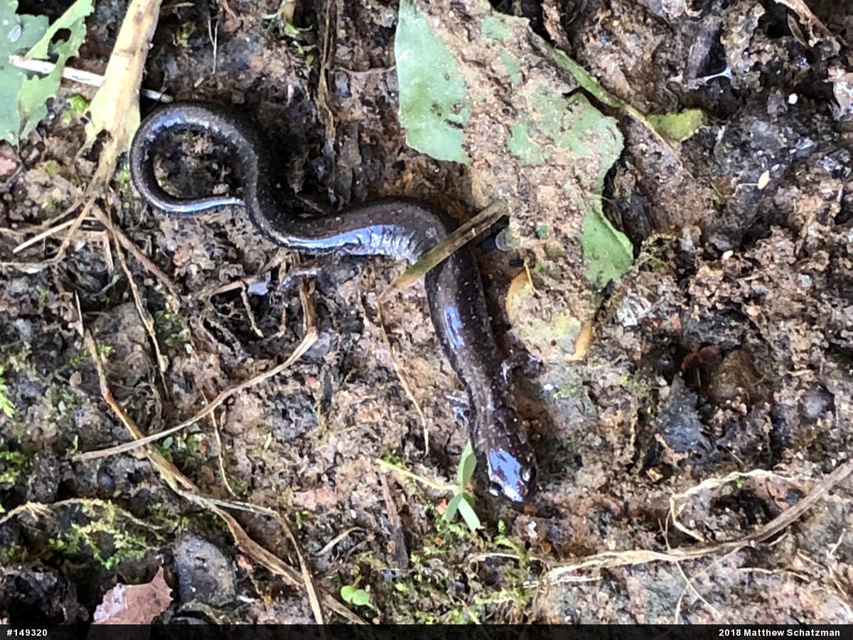 Eastern Red-backed  Salamander