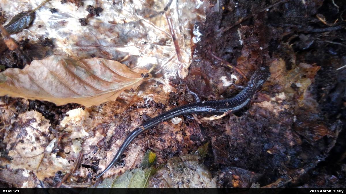 Eastern Red-backed  Salamander