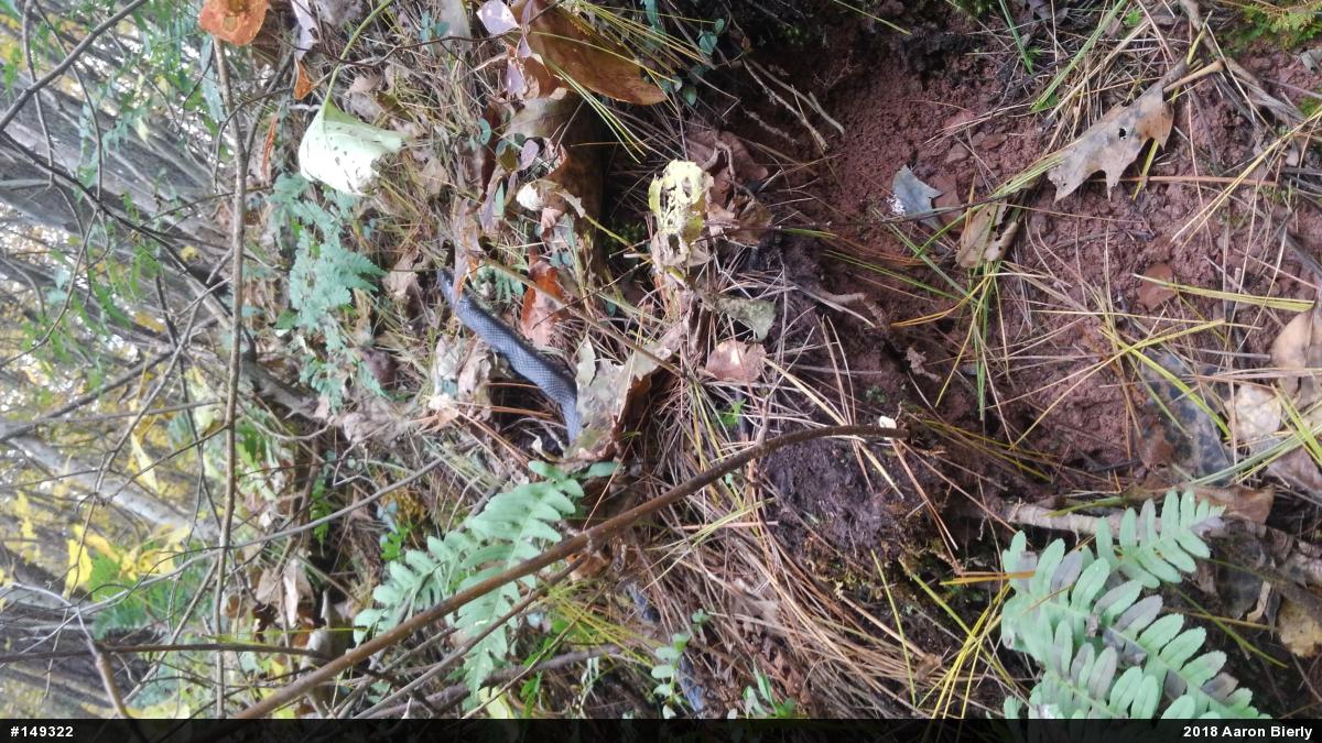 Eastern Ratsnake