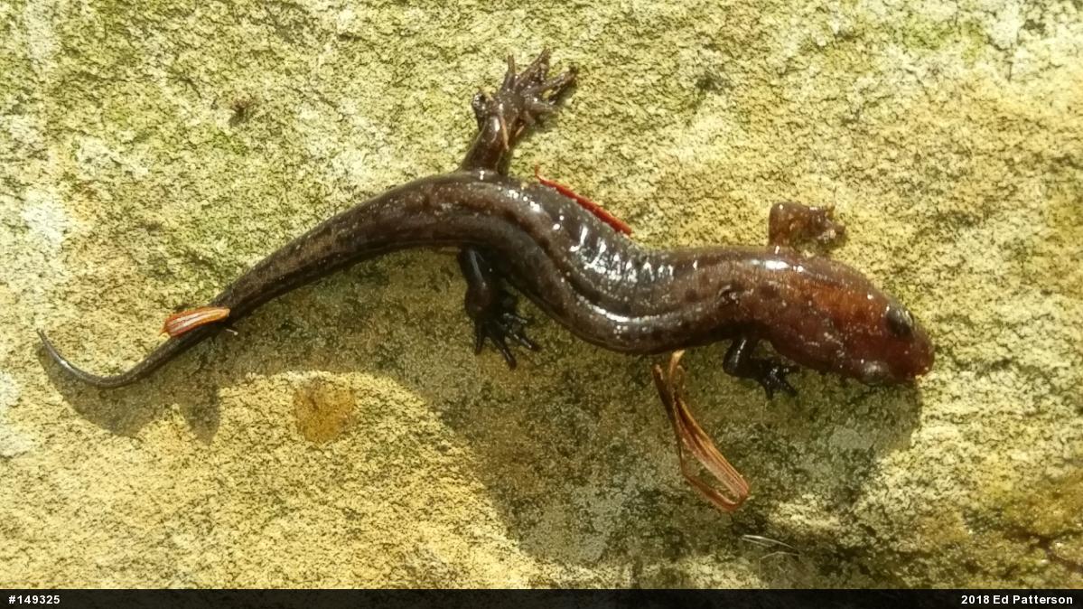 Allegheny Mountain Dusky Salamander