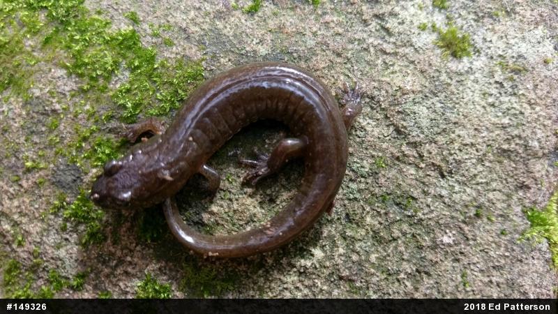 Northern Dusky Salamander