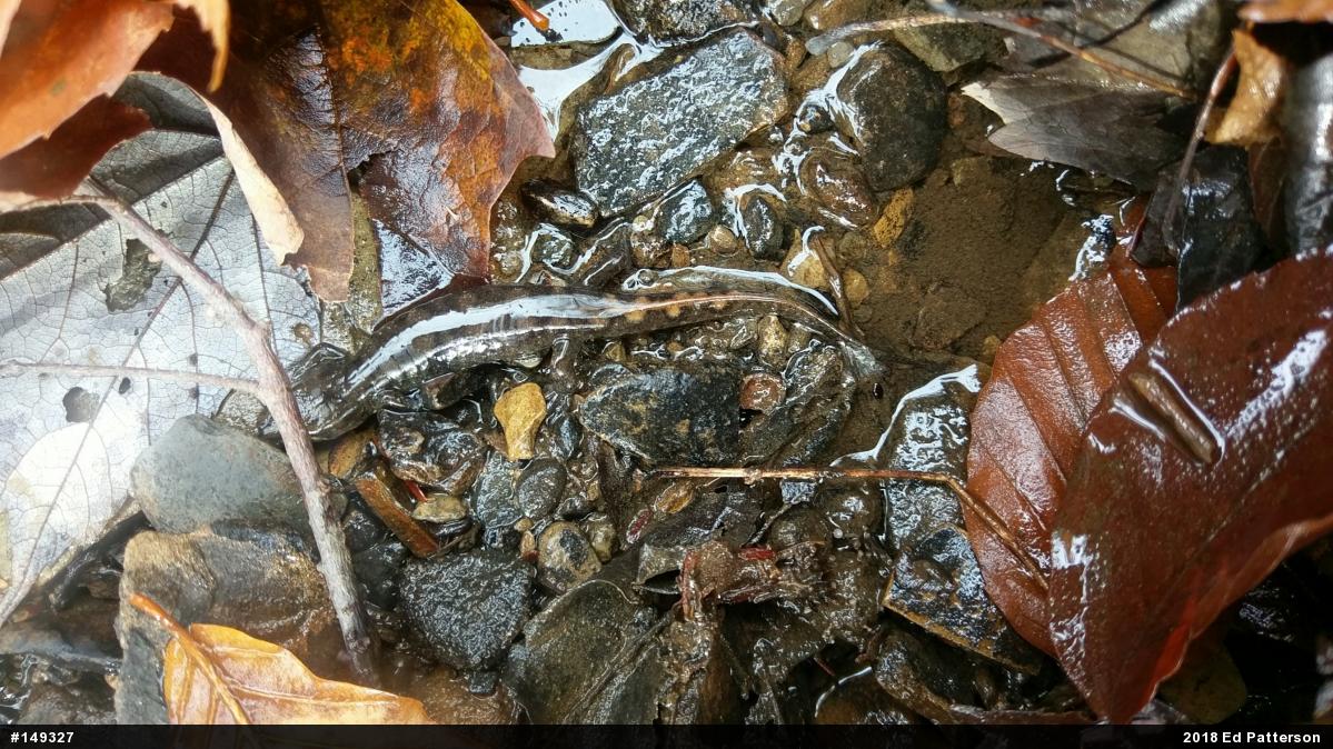 Seal Salamander