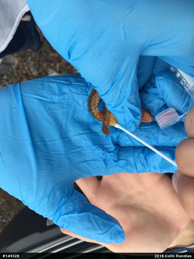 Red-spotted Newt
