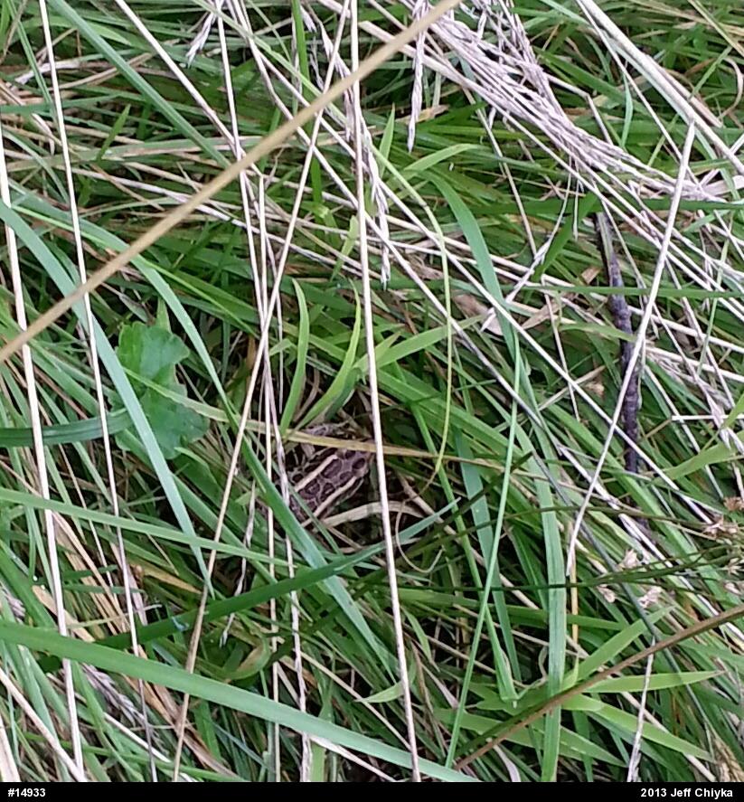Pickerel Frog