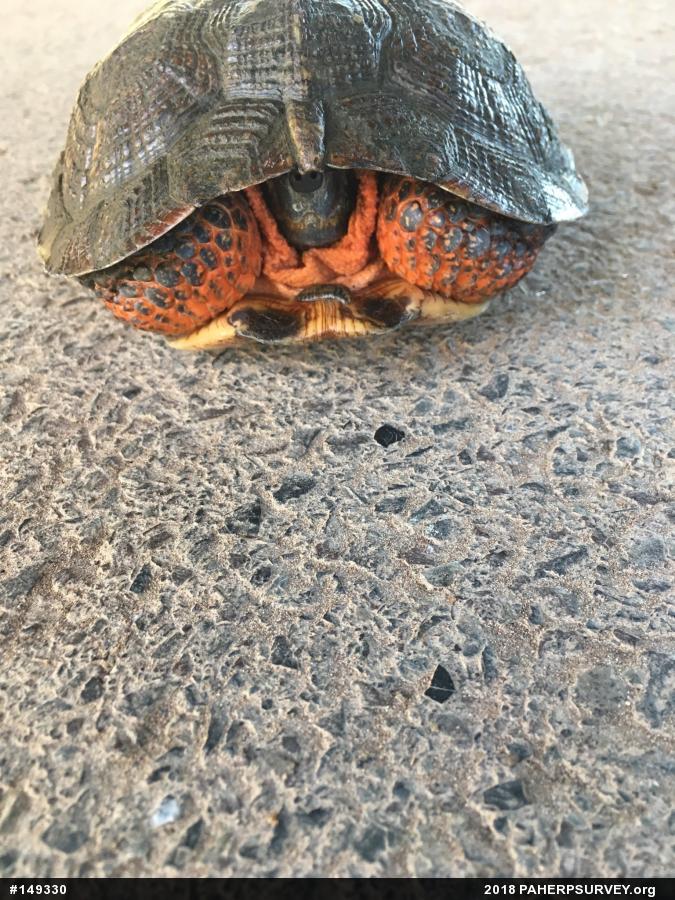 Wood Turtle