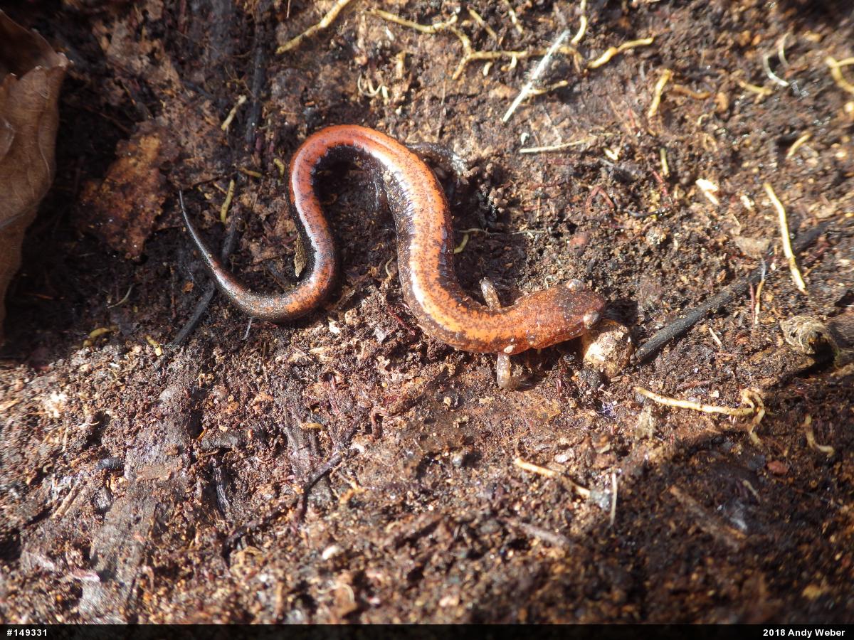 Eastern Red-backed  Salamander