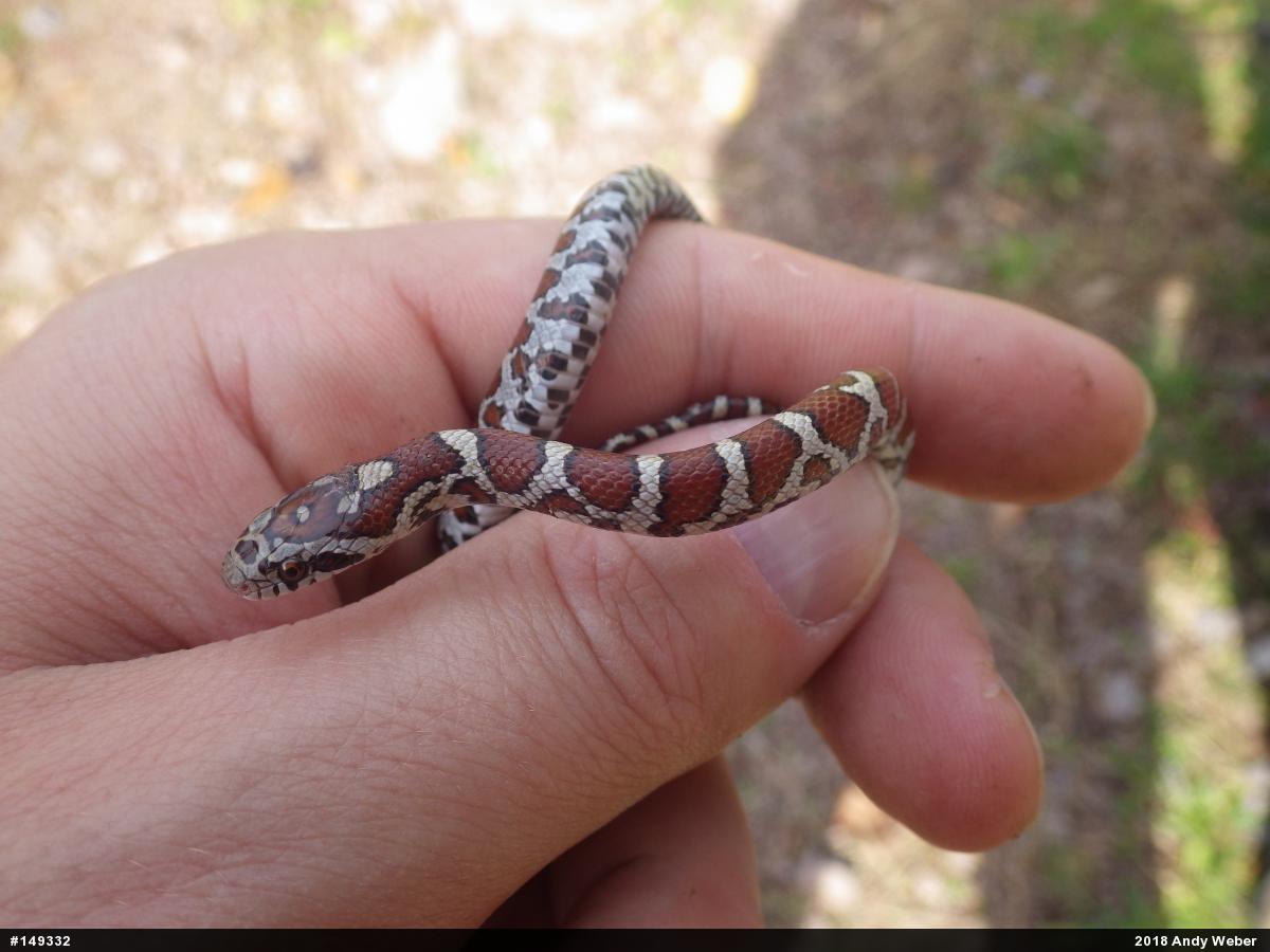 Eastern Milksnake