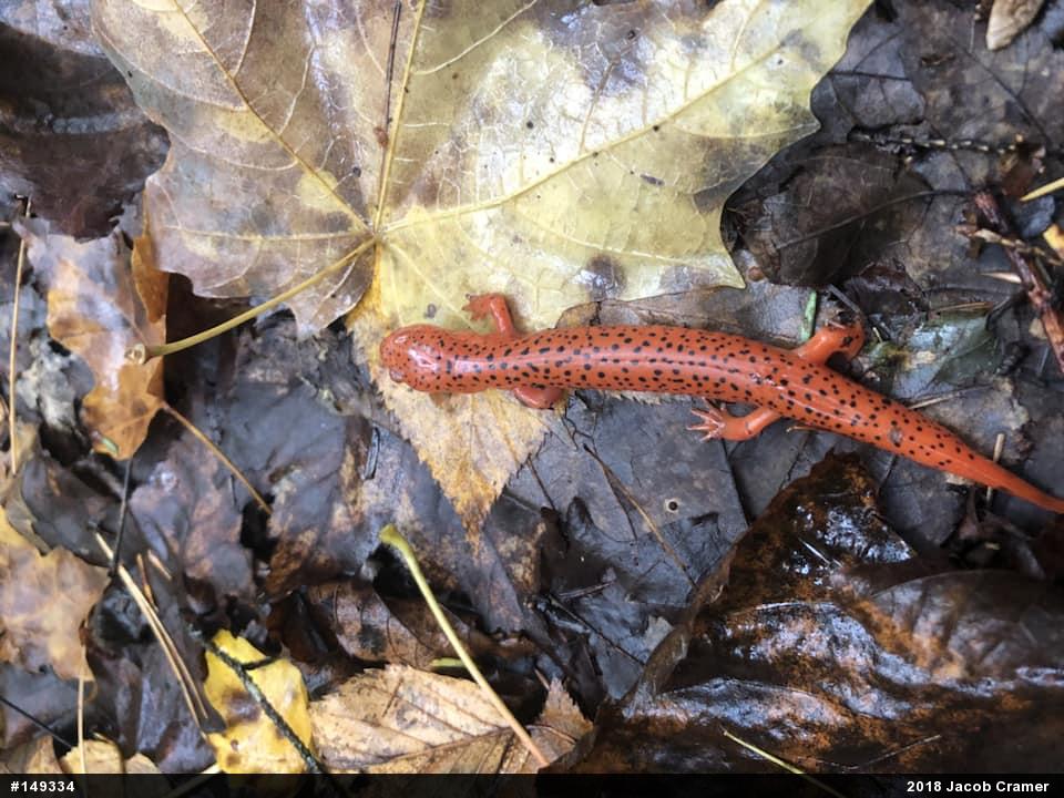 Northern Red Salamander