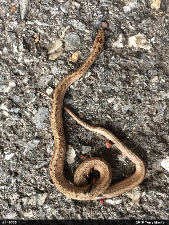 Dekay's Brownsnake
