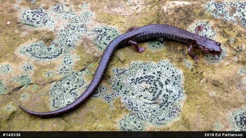 Valley And Ridge Salamander