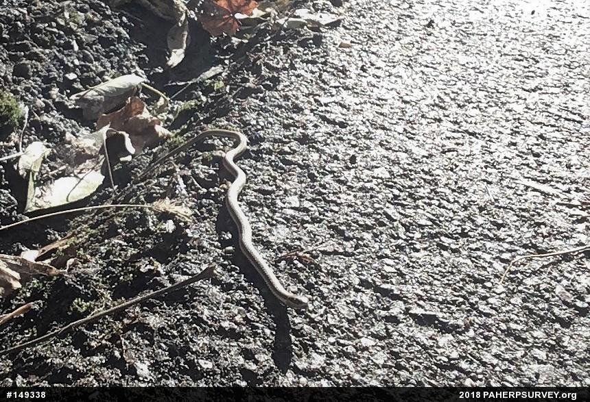 Queensnake