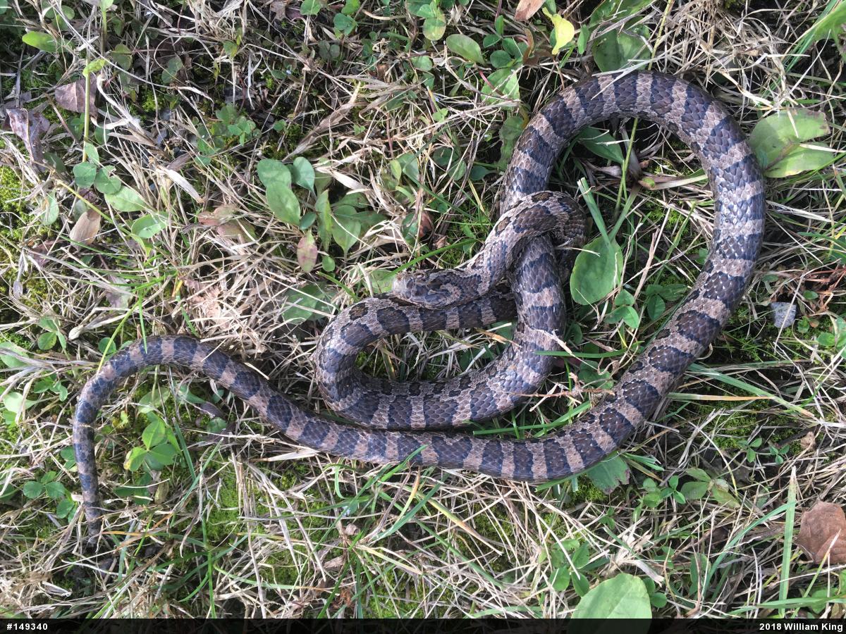 Eastern Milksnake