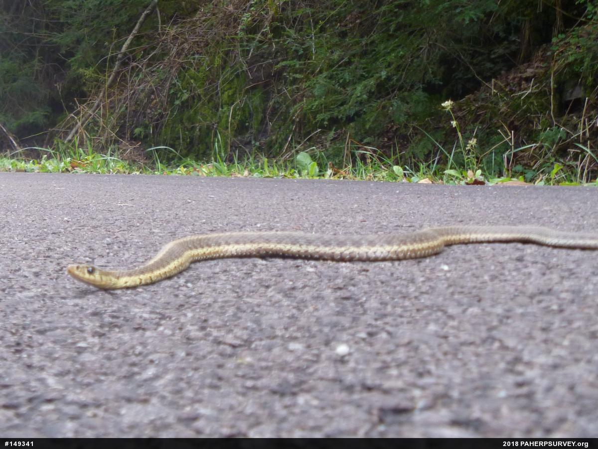 Eastern Gartersnake