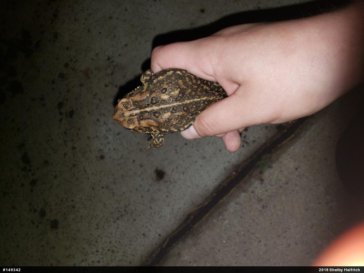 Eastern American Toad