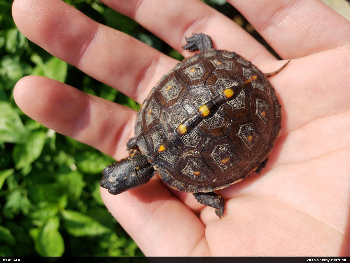 Eastern Box Turtle