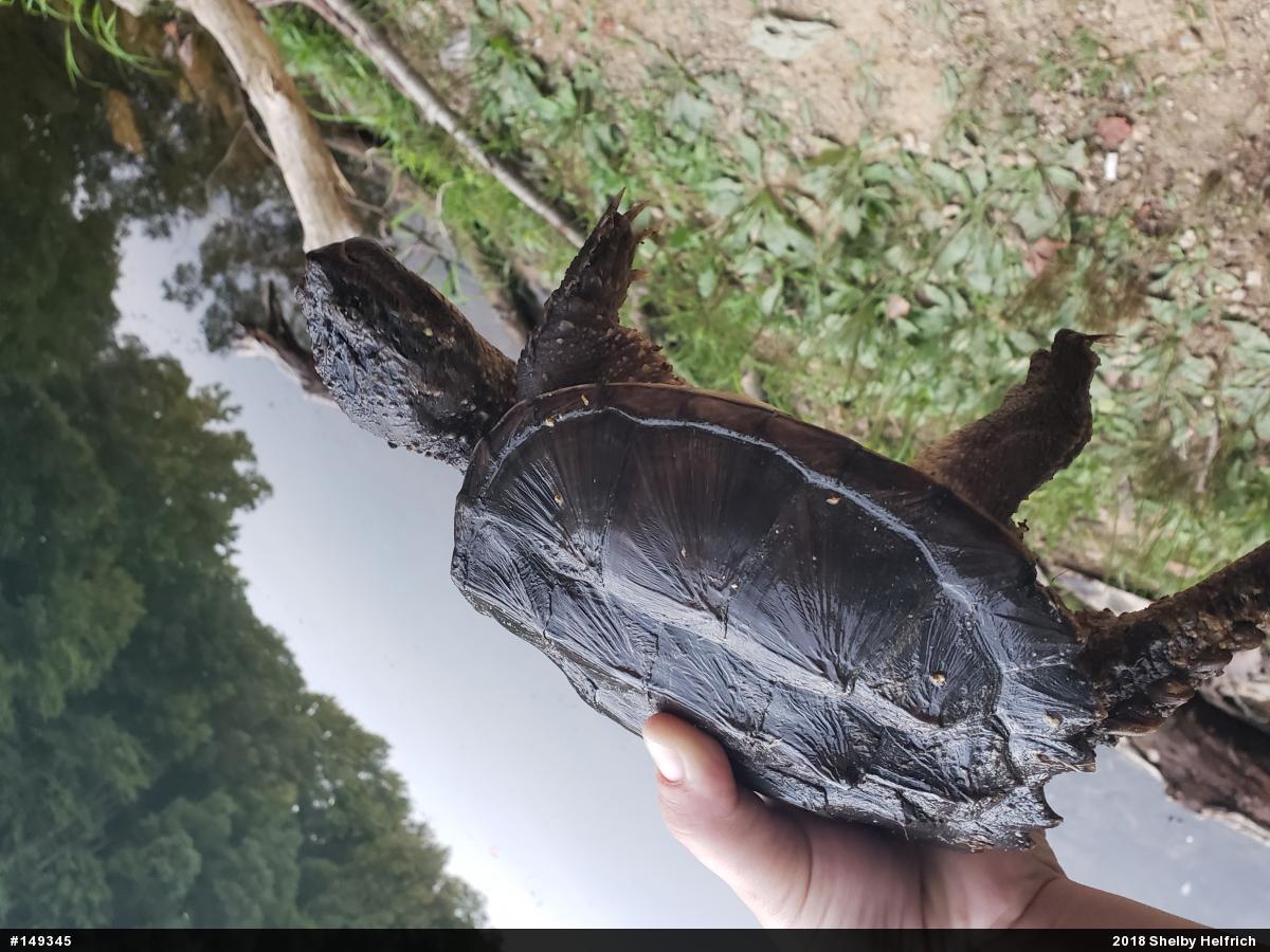 Snapping Turtle
