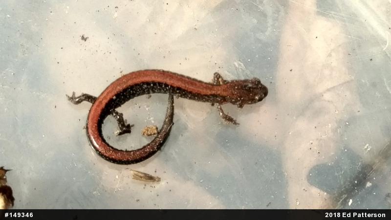 Eastern Red-backed  Salamander