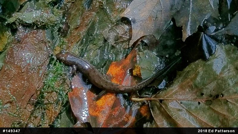 Seal Salamander