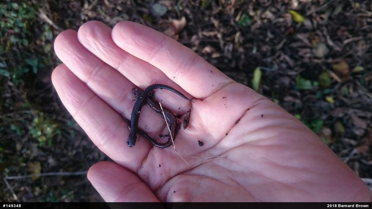 Eastern Red-backed  Salamander