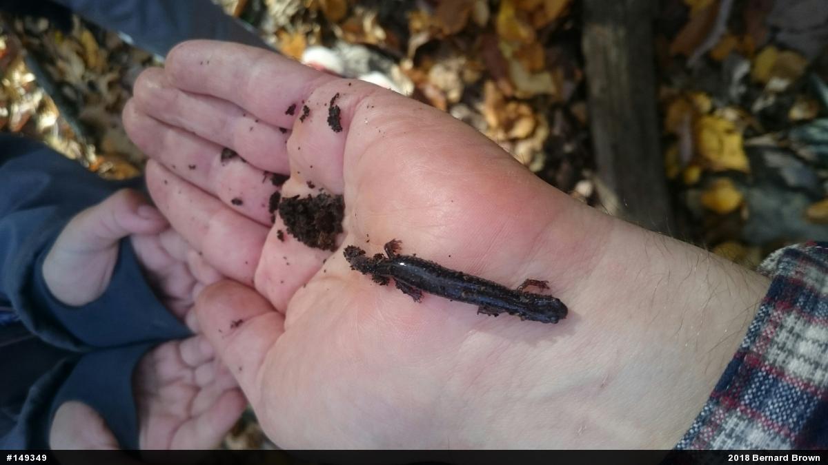 Eastern Red-backed  Salamander