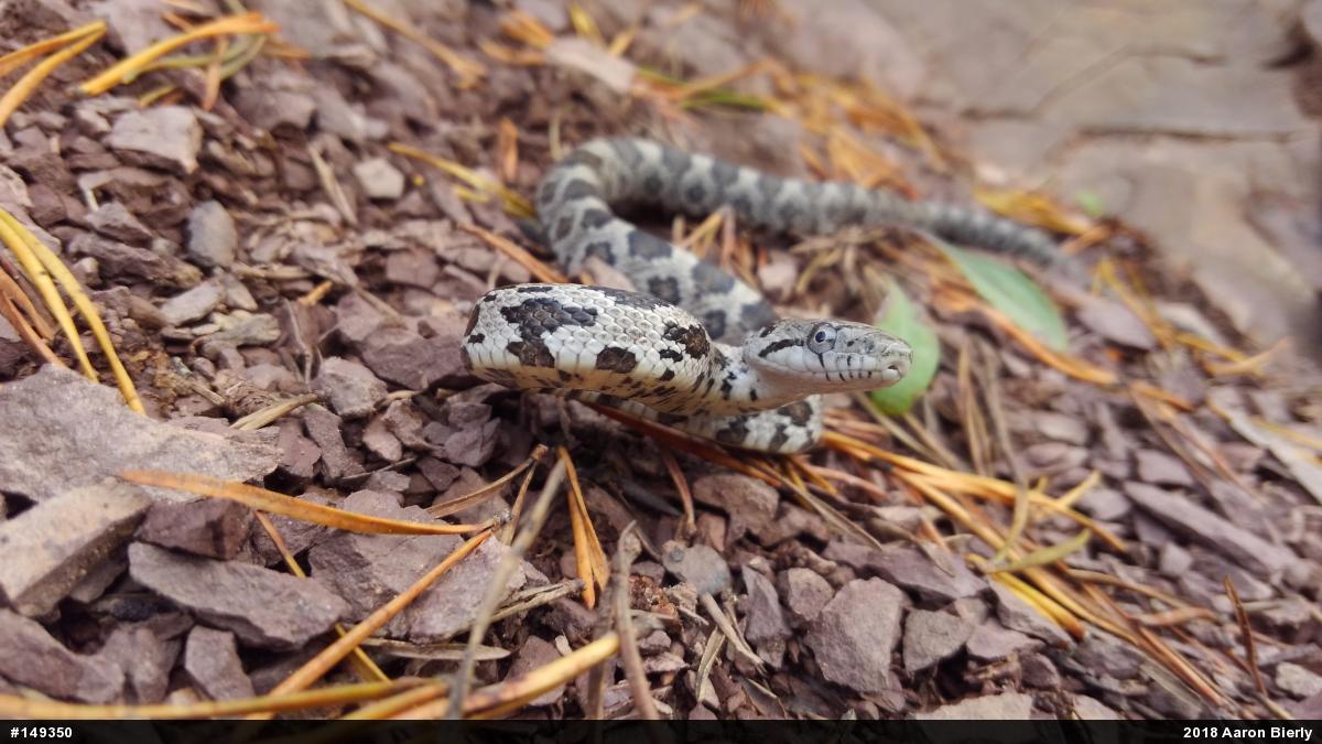 Eastern Ratsnake