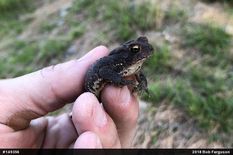 Eastern American Toad