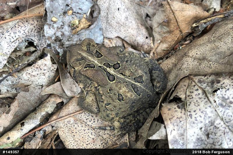 Eastern American Toad