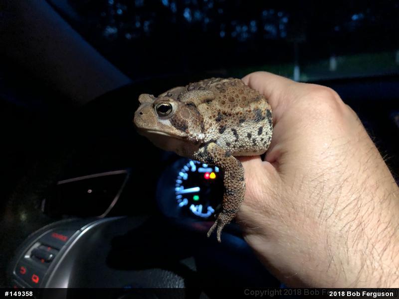Eastern American Toad