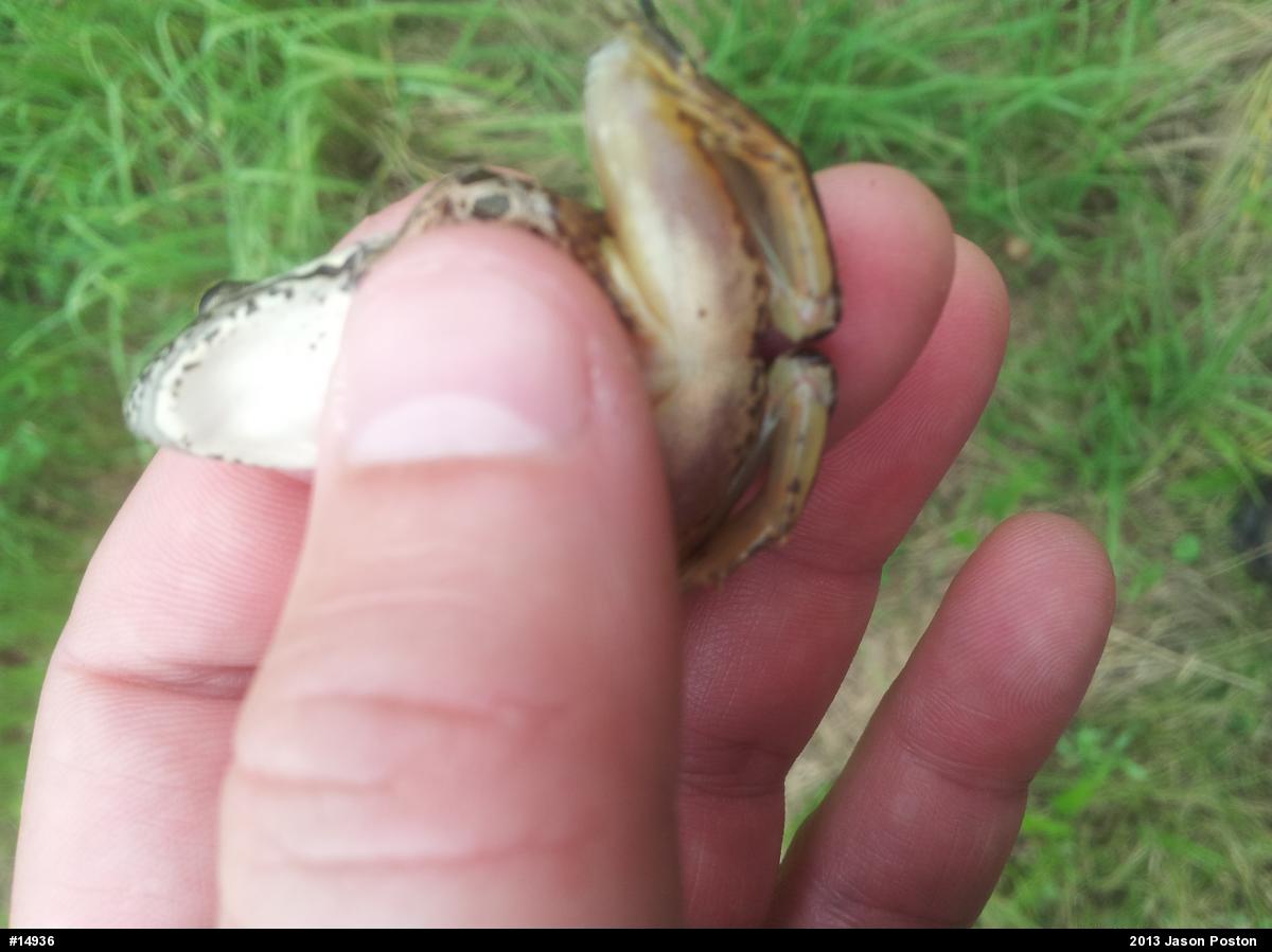 Pickerel Frog