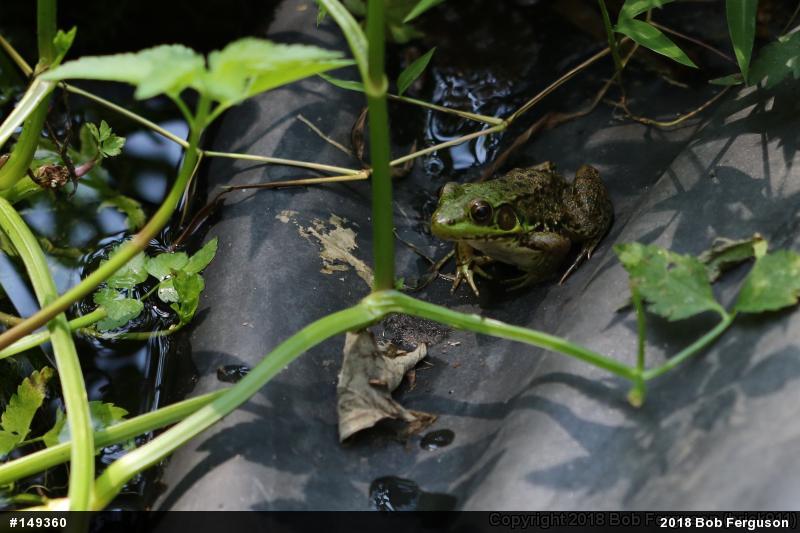 Green Frog