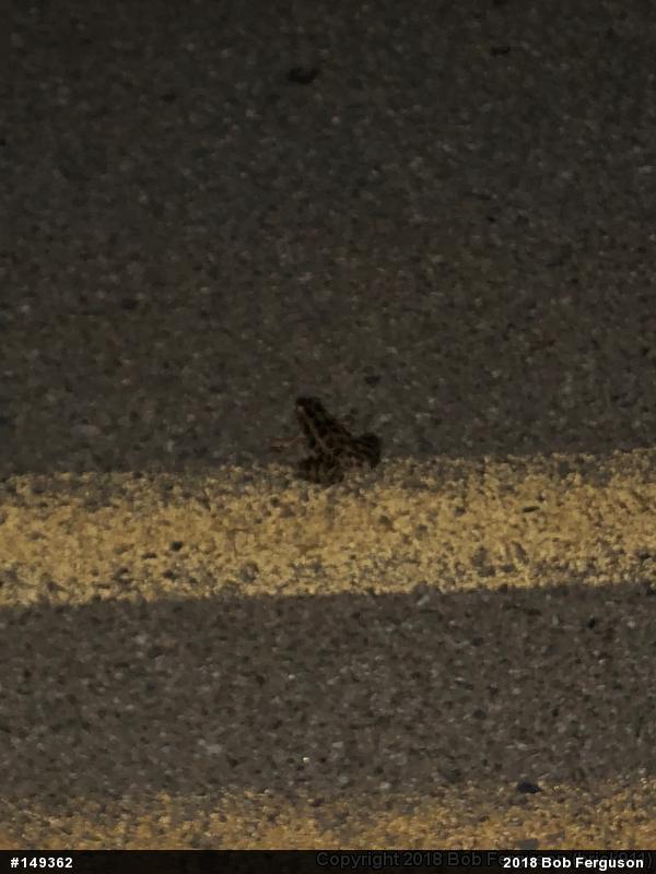 Pickerel Frog